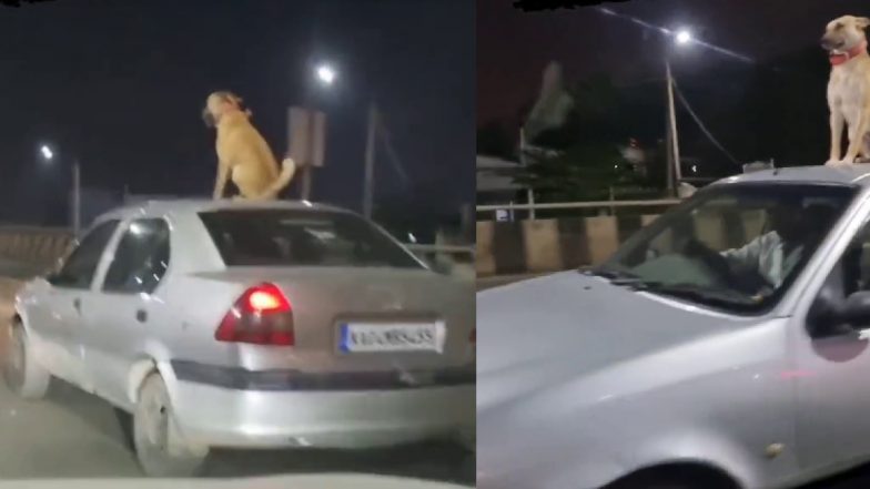 VIDEO: कार की छत पर कुत्ते को बैठाकर घुमाया, ड्राइवर के खिलाफ कार्रवाई की मांग