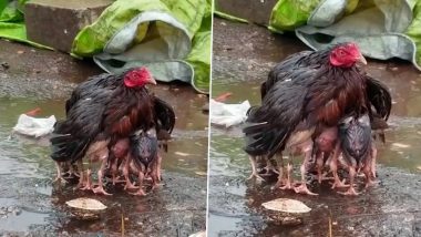 Viral Video: बारिश में भीगते चूजों के लिए ढाल बनी मां, छाता बनकर मुर्गी ने बच्चों को भीगने से बचाया