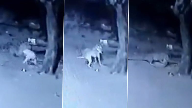 Maharashtra: अहमदनगर में तेंदुए ने आवारा कुत्ते पर किया जानलेवा हमला, मौत के बाद घसीटते हुए साथ लेकर गया (Disturbing Video)
