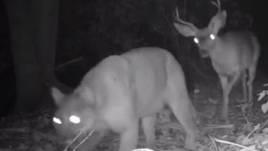 जंगल एक साथ सैर करते नजर आए तेंदुआ और हिरण, Viral Video देख लोगों को नहीं हो रहा आंखों पर यकीन