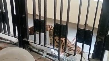 Ghaziabad Court Leopard Video: गाजियाबाद कोर्ट परिसर में घुसा तेंदुआ, कई को किया जख्मी, पकड़ने की कोशिश जारी