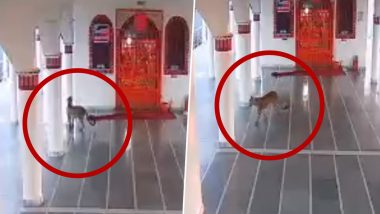 उत्तराखंड के मंदिर में आराम से घूमता दिखा खूंखार तेंदुआ, इलाके में दहशत का माहौल (Watch Viral Video)