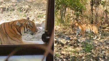 Maharashtra: यवतमाल के टिपेश्वर टाइगर रिजर्व में स्थित रिसॉर्ट में पहुंचा बाघ, यह अभ्यराण्य 20 बाघों का है निवास स्थान