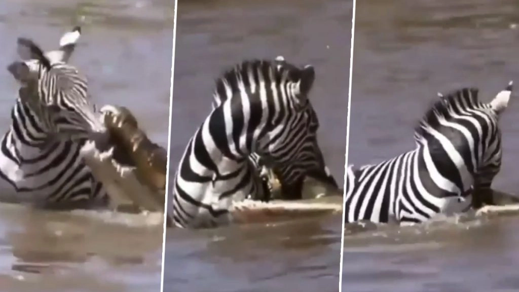 Viral Video: पानी के अंदर जेब्रा को दो मगरमच्छों ने लिया घेर, फिर जो हुआ... नजारा देख दंग रह जाएंगे आप