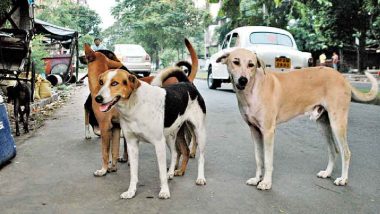 Stray Dog Attack: नोएडा में आवारा कुत्तों का आतंक, सोसायटी में महिला पर किया हमला, जान बचाकर भागी