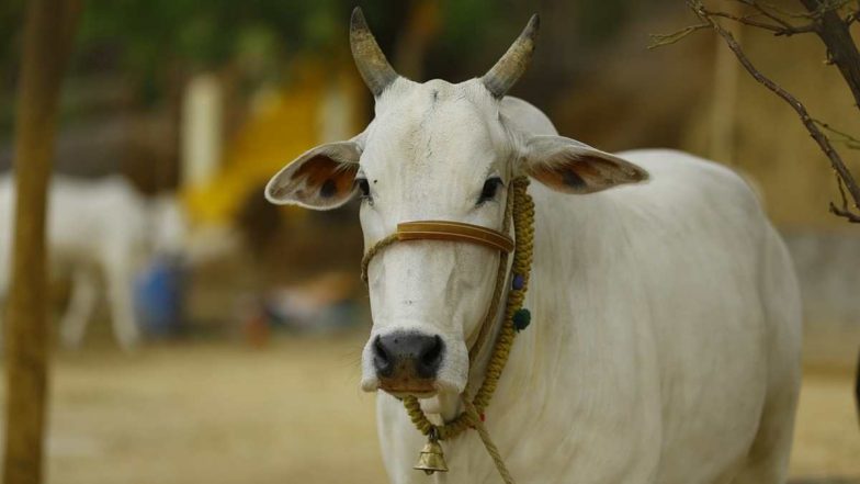 Maharashtra Bestiality Horror: महाराष्ट्र के वर्धा में इंसानियत शर्मसार! 65 वर्षीय शख्स का गायों के साथ कुकर्म करने का वीडियो वायरल होने पर गिरफ्तार
