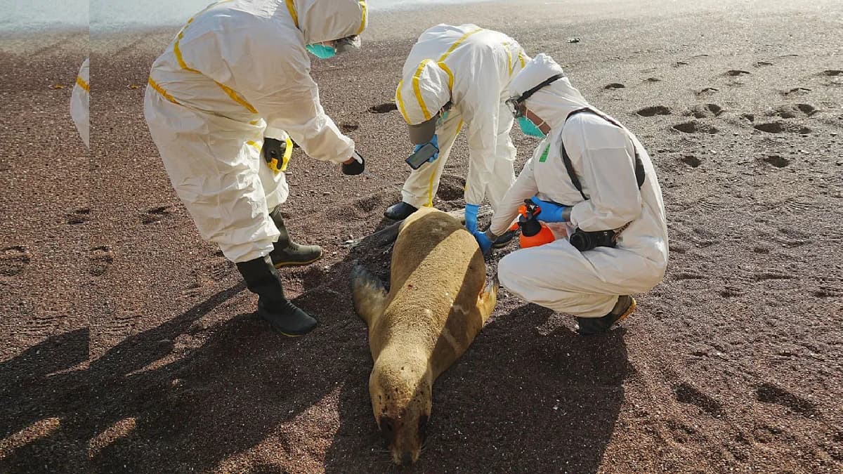 Bird Flu: झारखंड में बर्ड फ्लू फैलने से रोकने के लिए केंद्रीय टीमों की तैनाती की गई