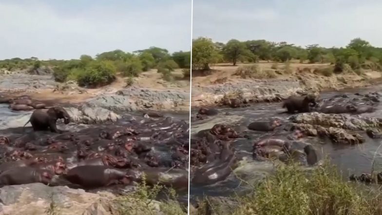 हाथी पड़ा दरियाई घोड़ों के विशाल झुंड पर भारी, Viral Video में देखें कैसे अकेले ही गजराज ने सबको पीछे हटने पर किया मजबूर
