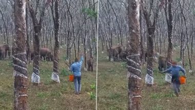 जंगल में पेड़ से रबर निकाल रहे शख्स ने की हाथियों को खड़ेदने की कोशिश, गजराज को आया गुस्सा और फिर... (Watch Viral Video)