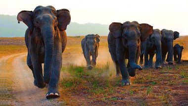 Elephant Killed Woman: मां-बेटी को उठा ले गया जंगली हाथी, पटक-पटक कर महिला की ली जान, बच्ची को छोड़ा
