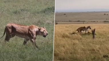 जेब्रा पर एक साथ टूट पड़ी गई शेरनियां, पल भर में बेरहमी से ले ली जानवर की जान (Watch Viral Video)