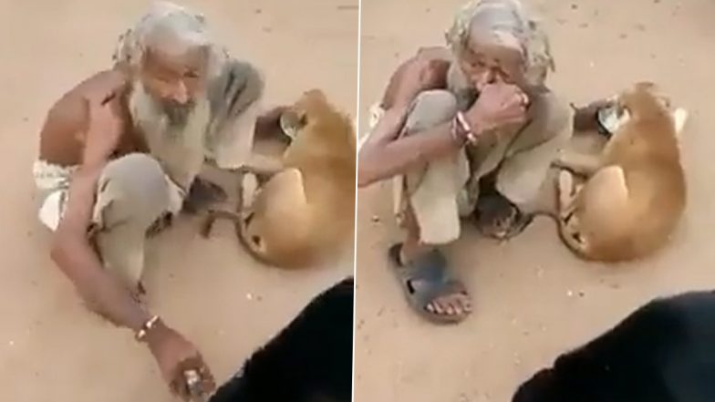 अपना पेट न भरकर सड़क पर भूखे जानवरों को खाना खिलाता दिखा शख्स, Viral Video जीत लेगा आपका दिल