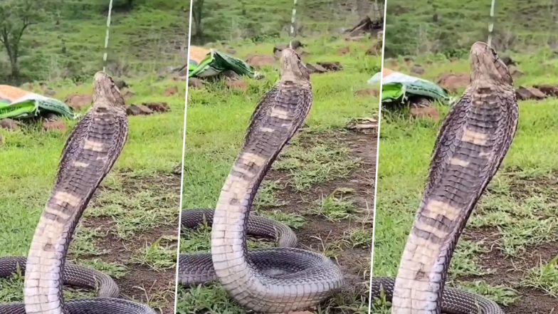 Viral Video: फन फैलाकर बैठा था प्यासा किंग कोबरा, गजब स्टाइल में पानी पीकर खींचा सबका ध्यान