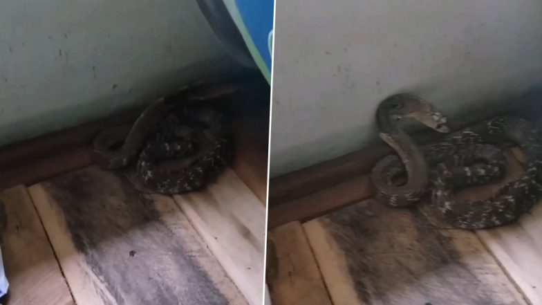 बेडरूम के अंदर घुसकर बिस्तर के नीचे खतरनाक सांप ने जमाया अपना डेरा, Viral Video देख हो जाएंगे हैरान