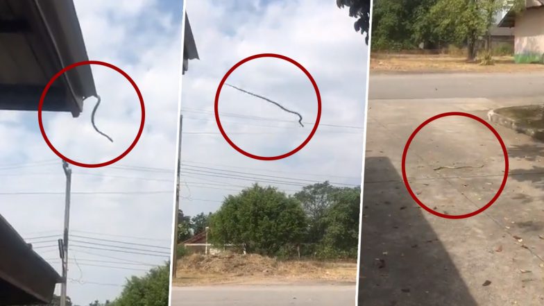 VIDEO: ऊंचाई से जबरदस्त छलांग लगाकर सांप ने खींचा सबका ध्यान, किसी ने कहा उड़नपरी तो कोई बोला इच्छाधारी नागिन