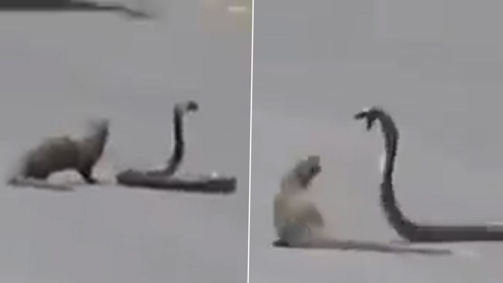 बीच सड़क पर आपस में भिड़े खतरनाक सांप और नेवला, Viral Video में देखें क्या हुआ इस लड़ाई का अंजाम