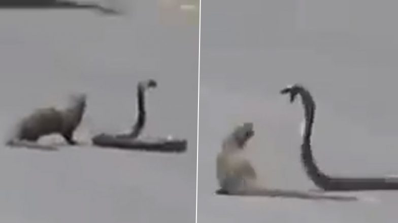 बीच सड़क पर आपस में भिड़े खतरनाक सांप और नेवला, Viral Video में देखें क्या हुआ इस लड़ाई का अंजाम