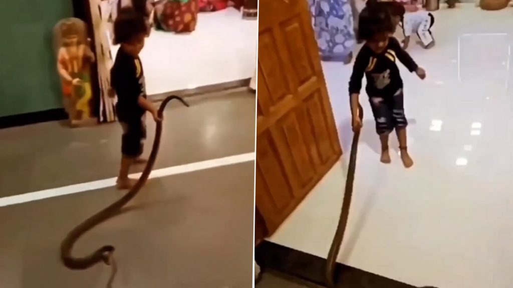Viral Video: खतरनाक सांप के साथ खिलौने की तरह खेलता दिखा बच्चा, नजारा देख छूटे लोगों के पसीने
