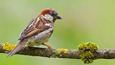 World Sparrow Day 2023: कब है विश्व गौरैया दिवस? जानें इसका इतिहास, उद्देश्य एवं गौरैया संरक्षण के उपाय!