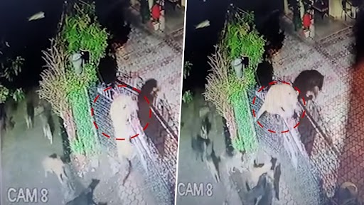 Video: नैनीताल में कुत्तों ने किया तेंदुए पर हमला, जान बचाने के लिए दुम दबाकर भागा गुलदार, देखें वीडियो