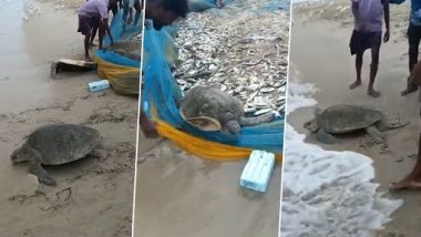 Video: IAS अधिकारी ने तमिलनाडु के मछुआरों और वन अधिकारियों द्वारा कछुओं के रेस्क्यू का वीडियो किया शेयर, देखें वीडियो