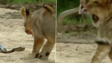 Snake Attacked Lion: खतरनाक सांप ने किया शेर पर हमला, वीडियो देख कांप जाएगी रूह