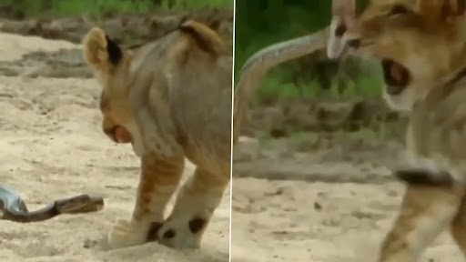 Snake Attacked Lion: खतरनाक सांप ने किया शेर पर हमला, वीडियो देख कांप जाएगी रूह