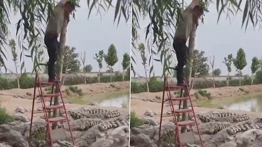 Video: सीढ़ी और कमजोर पेड़ के सहारे लटके शख्स को नीचे सैकड़ों मगरमच्छ निवाला बनाने को तैयार, देखें भयानक वीडियो