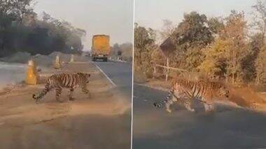 Tiger Crossing a Highway: हाईवे पार करते बाघ के इस वीडियो ने इंटरनेट पर मचाई सनसनी, देखें वीडियो