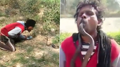 Video: अपने गले में सांप लेकर घूमते और उसे अपने मुंह में डालते हुए शख्स का वीडियो वायरल, काटने से मौत