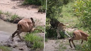 Video: मगरमच्छ के जबड़ों से मुक्त होने के बाद इम्पाला हिरण का तेंदुए ने किया शिकार, देखें वीडियो
