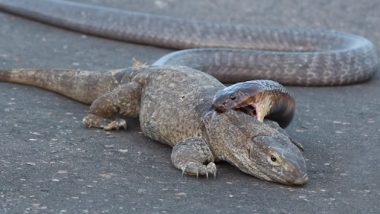 King Cobra Grabs Dragon Lizard: कोबरा कोमोडो ड्रैगन पर किया हमला, दिल दहला देने वाला वीडियो वायरल