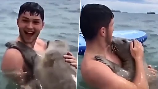 Viral Video: समुद्र में स्विमिंग करते शख्स को सील ने लगाया गले, क्यूट वीडियो वायरल