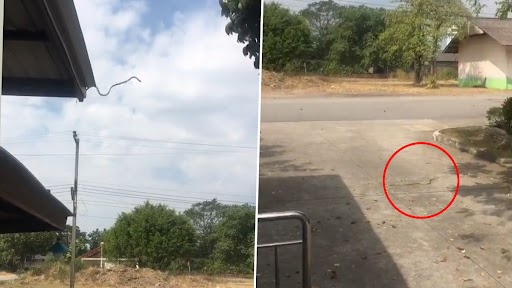 Snake Jumped From Roof to Road: सांप ने छत से सड़क पर लगाई छलांग, वीडियो देख रह जाएंगे दंग