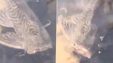 Headless Fish Swimming: तालाब में 'बिना सिर' वाली मछली के तैरने का क्लिप वायरल, डरावना वीडियो वायरल