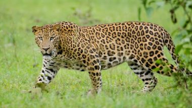 Biker Collides With Leopard: मुंबई के गोरेगांव फिल्म सिटी में मेक अप आर्टिस्ट की बाइक तेंदुए से टकराई