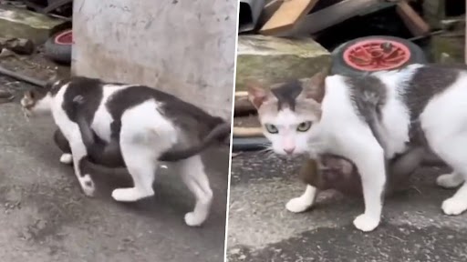 Viral Video: बेबी मंकी बिल्ली को अपनी मां समझकर उससे लिपटा, दोनों का क्यूट वीडियो वायरल