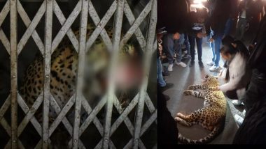 Leopard in Court: गाजियाबाद की कोर्ट में घुसा तेंदुआ, वन विभाग की टीम ने किया रेस्क्यू, देखें VIDEO