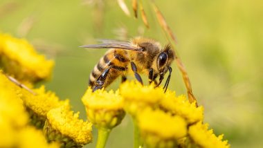 UP: मधुमक्खियों के झुंड ने किया जानलेवा हमला, पति की मौत, पत्नी अस्पताल में भर्ती