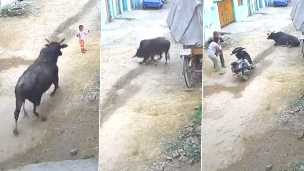 Video: यूपी के अलीगढ़ में 4 वर्षीय बच्ची को आवारा सांड ने रौंदा, हालत गंभीर