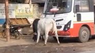 Bulls Fight Video: यूपी की सड़कों पर दो सांडों की लड़ाई, अखिलेश यादव ने वीडियो शेयर कर BJP की 'डबल इंजन' की सरकार पर साधा निशान, कही ये बात