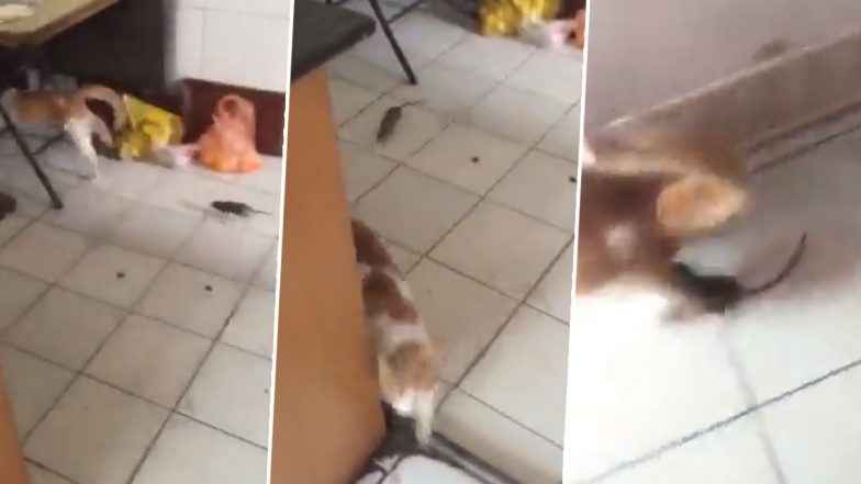चूहे ने भगा-भगा कर किया बिल्ली मौसी के नाक में दब, Viral Video देख नहीं रुकेगा आपकी हंसी