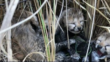 Cheetah Birth in India: नामीबिया से आई मादा चीता ने 4 शावकों को दिया जन्म, प्रधानमंत्री मोदी ने जताई खुशी