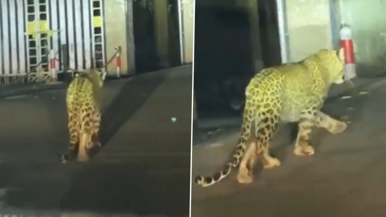 Viral Video: देवभूमि उत्तराखंड के नैनीताल में सड़क पर सैर करता दिखा तेंदुआ, इलाके में फैली दहशत