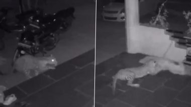 Pune Leopard Attack Video: पुणे में घर के बाहर सो रहा था पालतू कुत्ता, तेंदुए ने शिकार करने के बाद साथ लेकर गया, वारदात CCTV में कैद