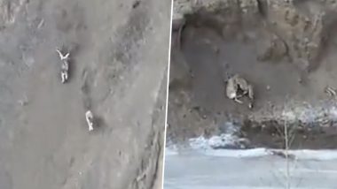 Viral Video: शिकार को दबोचने के लिए खड़ी ढलान पर हिम तेंदुए ने लगाई दौड़, वीडियो देख हो जाएंगे हैरान