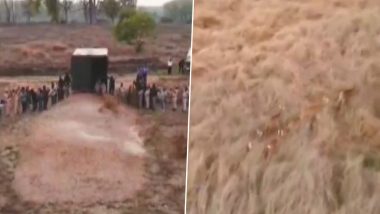 MP: बारासिंघों से गुलजार हुआ मध्य प्रदेश का बांधवगढ़ टाइगर रिजर्व, 19 बारासिंघे छोड़े गए  (Watch Video)