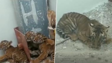 13 Tigers Died In Five Months: उत्तराखंड में पांच महीनों में 13 बाघों की मौत पर वन मंत्री का बेतुका बयान, कहा- जो जन्म लेता है तो उसकी मृत्यु भी होती है
