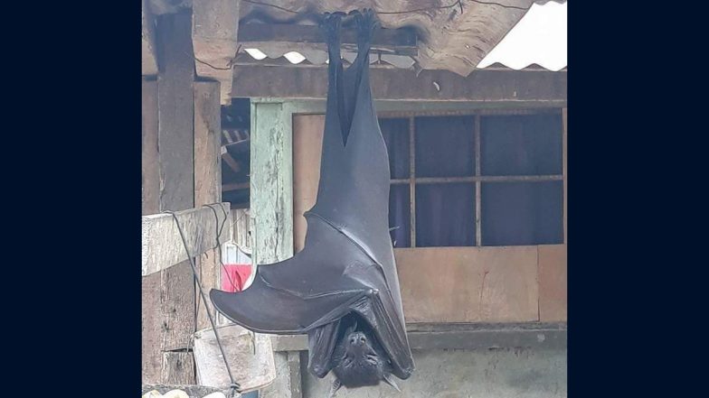 घर के बाहर उल्टा लटका दिखा विशालकाय चमगादड़, इंसानों जितना आकार देख घबराए लोग (See Pics)