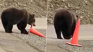 Viral Video: भालू ने दिखाई समझदारी, सड़क पर पड़े ट्रैफिक कोन को उठाकर सही जगह पर रखा और फिर...